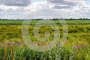 View over green marshland to lots of wind turbines on the horizon, Friesland