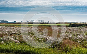 View over the green meadows at the polders in Uitkerke with the buildings of Blankenberge, Belgium in the background