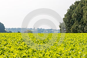 View over a green vegetable field
