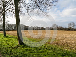 View over a harvested field to a forest on a friendly, snowless winter day.