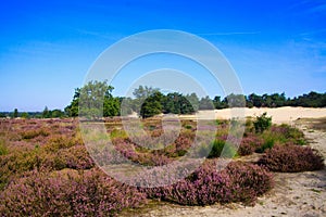 View over heath field with purple blooming heather erica flowers on sand dunes with green conifer forest against blue sky - Loonse
