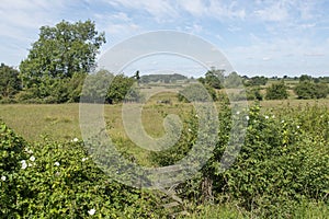 A view over a hedgerow and wild flowers, of lush midsummer fields with trees, bushes and blue sky