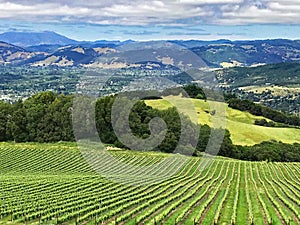 A view over the hills and vineyards of Sonoma County, California