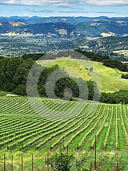 A view over the hills and vineyards of Sonoma County, California photo