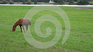 View over a horse pasture into the valley of the river Maas near the city from Kessel in the Dutch province of Limburg,