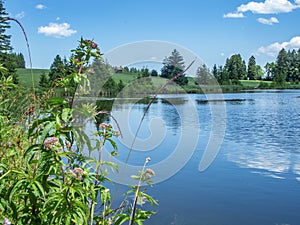 View over the Kogelweiher with wild plants