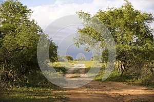 View over Kruger National Park