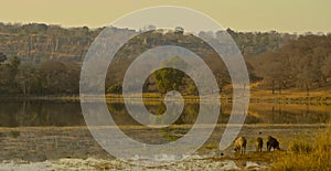 View over lake with warthogs at Ranthambore National Park