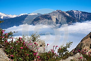 View over the mountain landscape and over the clouds with flowers in the foreground