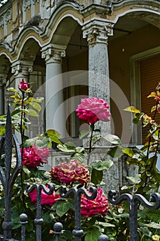 View over an old cast iron fence in the foreground to roses