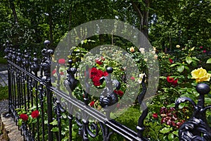 View over an old cast iron fence in the foreground to roses