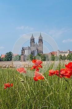 View over old cathedral at historical downtown in Magdeburg with red poppies flowers at Elbe River, Germany, at blue summer sky