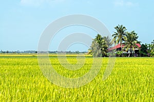 View over paddy fields at Sabak Bernam