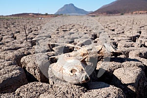 View over parched and empty dam, with dead fish