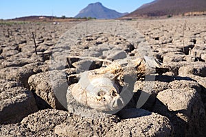View over parched and empty dam, with dead fish