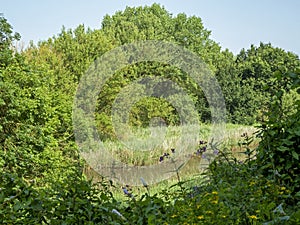 View over a pond and green vegetation at Barlow Common, North Yorkshire, England