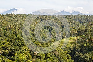 A view over rainforests of Bali island