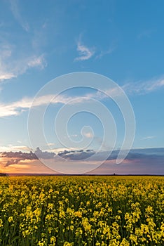 View over rapeseed field with yellow blooms with storm cloud