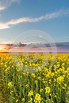 View over rapeseed field with yellow blooms with storm clouds