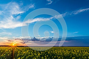 View over rapeseed field with yellow blooms on sunset and storm cloud