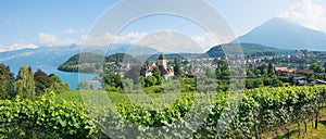 view over Rebberg vineyard to Niesen mountain, tourist resort Spiez, lake Thunersee