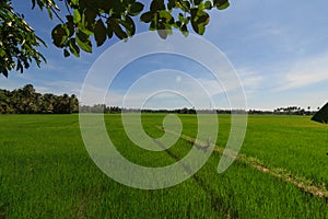 View over the rice fields on the edge of Tissamaharama