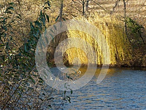 View over a river in vineyards with autumnal weeping willow on the bank 2