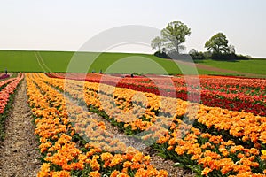 View over rows of yellow orange rows of tulips on green hill with trees of german cultivation farm, Grevenbroich, Germany