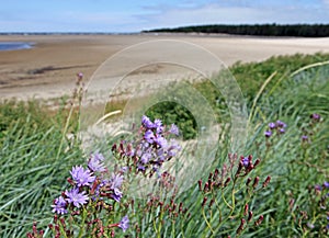 Beautiful purple flowers, sea and lagoon