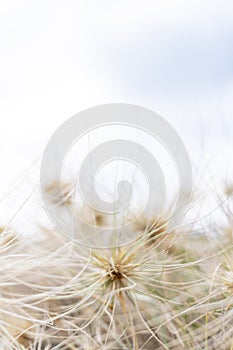 View over spinifex grass on a bright cloudy day at the beach