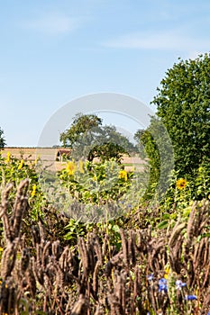 View over summer landscape in swabian alb