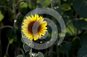 View over a sunflower field during an amazing colourful summer sunset light.