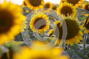 View over a sunflower field during an amazing colourful summer sunset light.