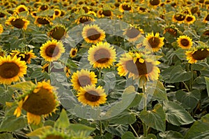 View over a sunflower field during an amazing colourful summer sunset light.