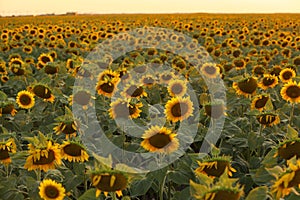 View over a sunflower field during an amazing colourful summer sunset light.