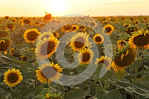 View over a sunflower field during an amazing colourful summer sunset light.