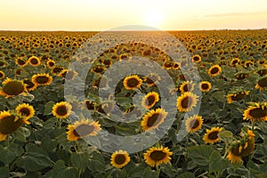 View over a sunflower field during an amazing colourful summer sunset light.