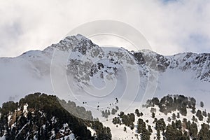 View over a Swiss pine Pinus cembra forest in the Austrian Alps