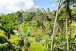 View over Tegallalang rice terraces near Ubud, Bali, Indonesia