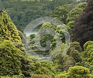 View over Trebah Gardens