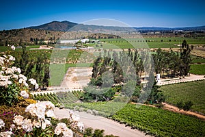 View over the vineyard, winery with white roses. photo