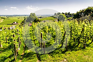 View over vineyards around the town of Saint-Emilion.