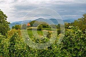 View over the vineyards near Heitersheim, Breisgau