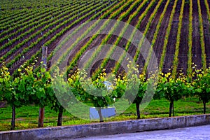 View over the vineyards of Recas, Banat.