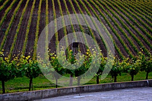 View over the vineyards of Recas, Banat.