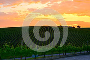 View over the vineyards of Recas, Banat.