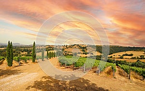 View over vineyards with red wine grapes and typical Tuscan landscape with agricultural fields and winery, tasting of the newly