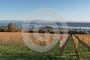 View over vineyards to Lake Constance and the Swiss Alps with the Saentis, Ueberlingen, Baden-Wuerttemberg, Germany