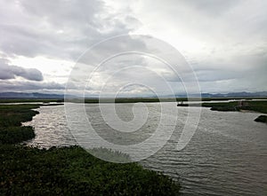 View over the water hyacinth Lake Limboto
