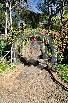 View over a wooden arch full of red or pink flowers in a garden